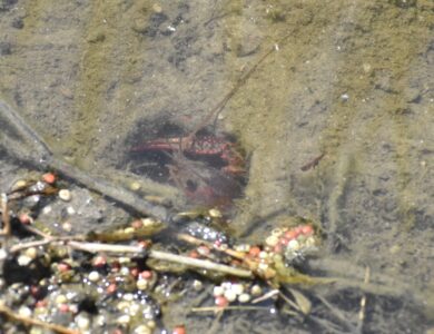 穴から顔出すアメリカザリガニ