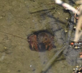 穴から顔出すアメリカザリガニ