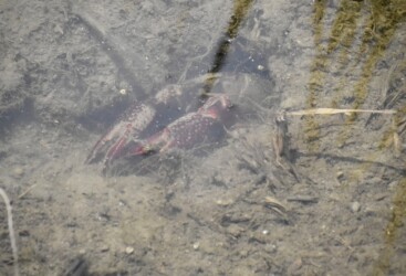 穴から顔出すアメリカザリガニ