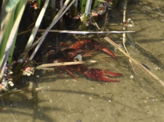田んぼで見かけたアメリカザリガニ