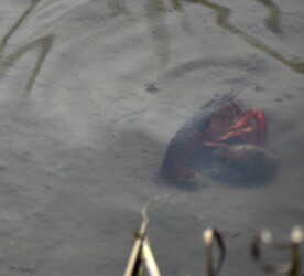 田んぼで見かけたアメリカザリガニ