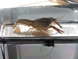 水槽のザリガニ