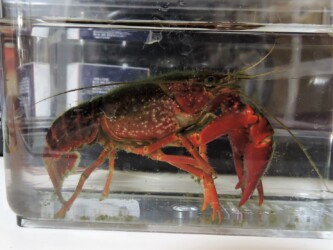 水槽のザリガニ