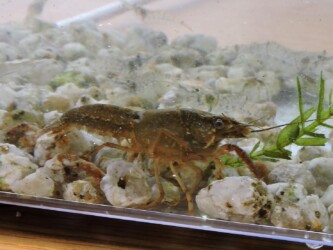 水槽のザリガニ