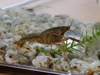 水槽のザリガニ
