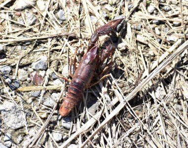 死んでいた赤くなったザリガニ