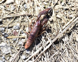 死んでいた赤くなったザリガニ