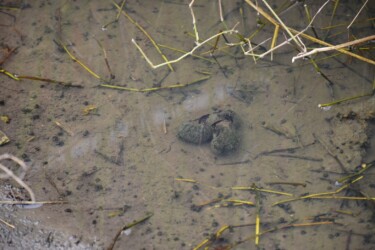 交尾中?周りに稚貝がいっぱい