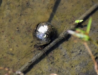 ジャンボタニシ