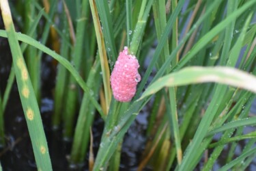ジャンボタニシの卵