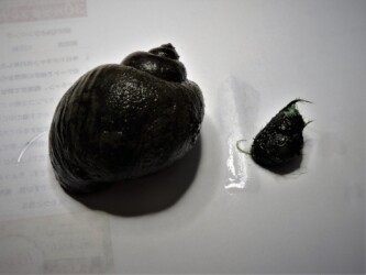 ジャンボタニシとタニシ